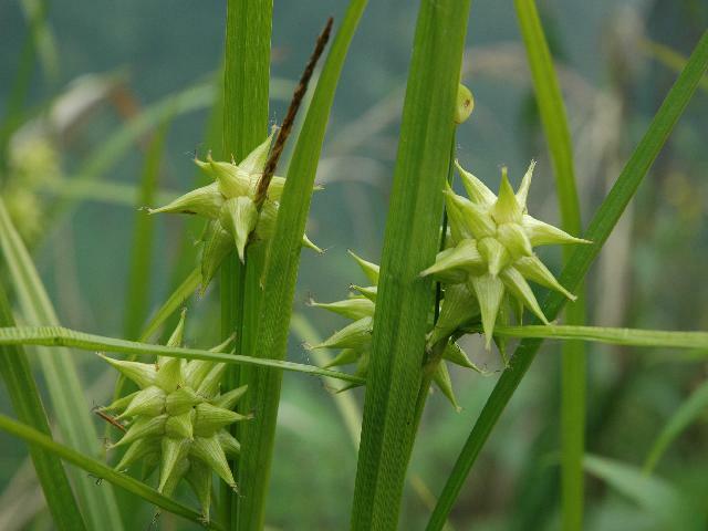Ostřice Grayova - Carex grayi
