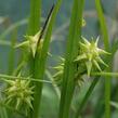 Ostřice Grayova - Carex grayi