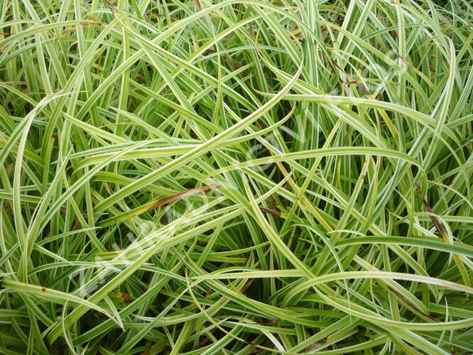 Ostřice 'Silver Sceptre' - Carex dolichostachya 'Silver Sceptre'