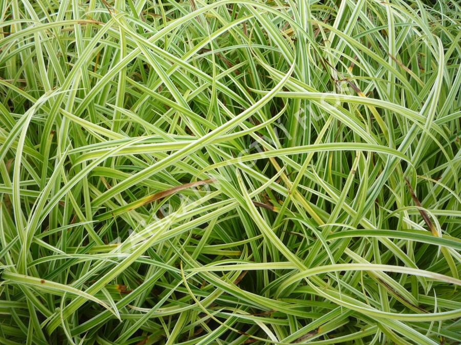 Ostřice 'Silver Sceptre' - Carex dolichostachya 'Silver Sceptre'