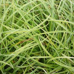 Ostřice 'Silver Sceptre' - Carex dolichostachya 'Silver Sceptre'