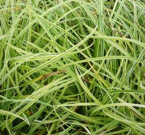 Ostřice 'Silver Sceptre' - Carex dolichostachya 'Silver Sceptre'