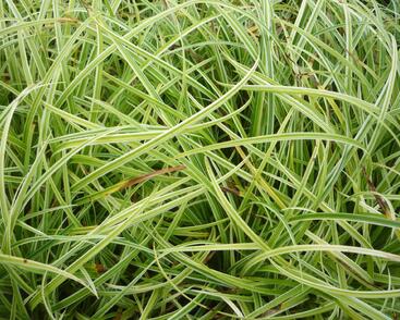 Ostřice 'Silver Sceptre'