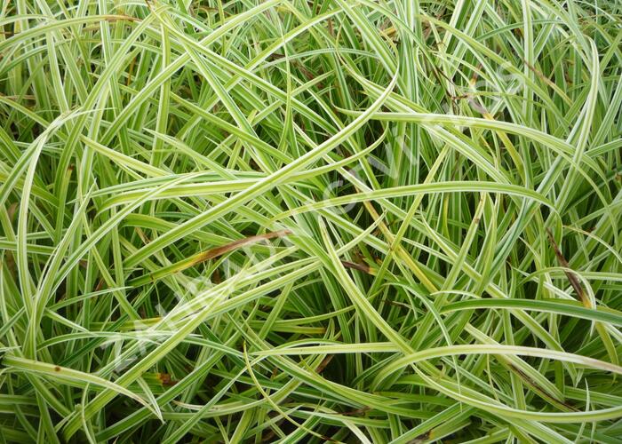 Ostřice 'Silver Sceptre' - Carex dolichostachya 'Silver Sceptre'