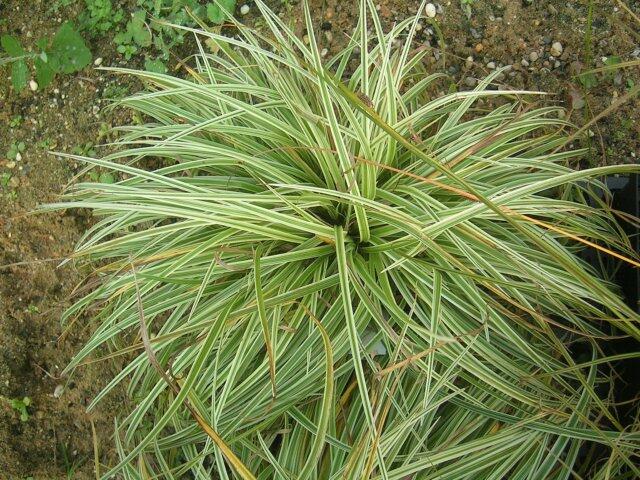 Ostřice 'Silver Sceptre' - Carex dolichostachya 'Silver Sceptre'