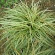 Ostřice 'Silver Sceptre' - Carex dolichostachya 'Silver Sceptre'