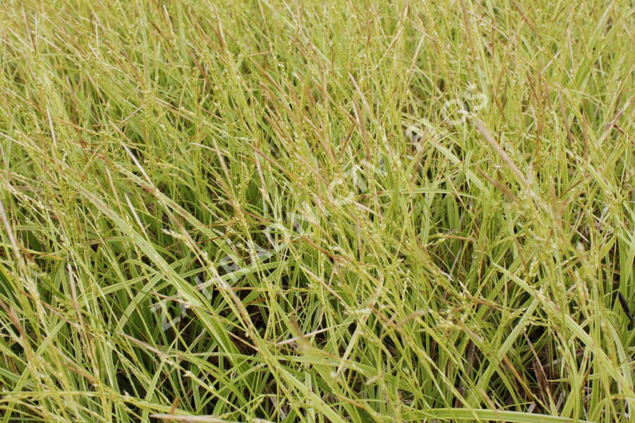 Ostřice 'Gold Fountain' - Carex dolichostachya 'Gold Fountain'