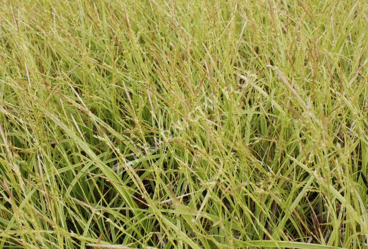 Ostřice 'Gold Fountain' - Carex dolichostachya 'Gold Fountain'