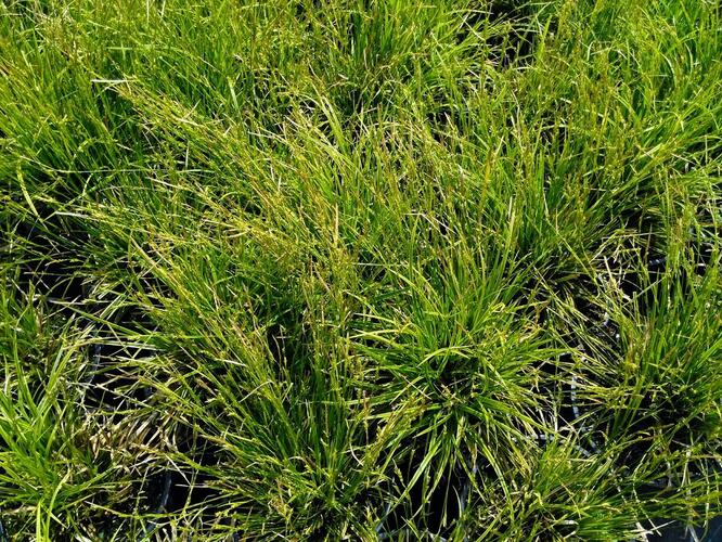 Ostřice 'Gold Fountain' - Carex dolichostachya 'Gold Fountain'