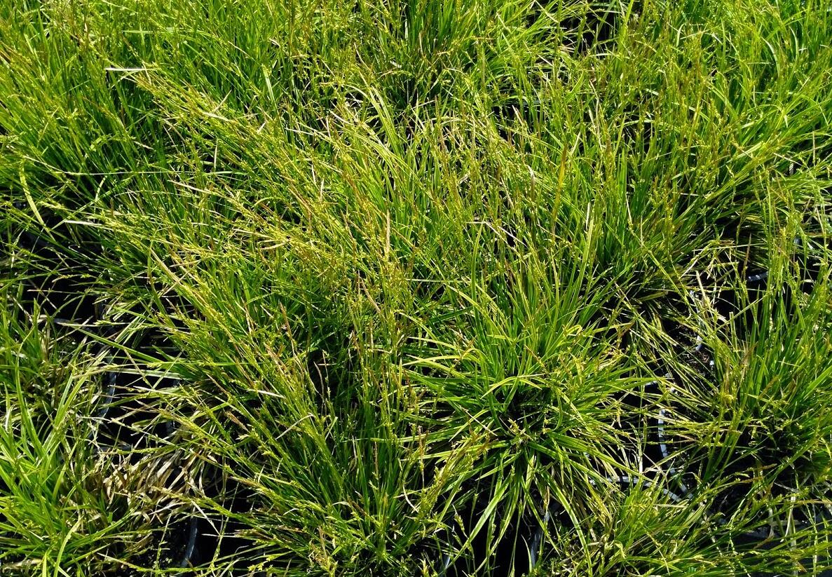 Ostřice 'Gold Fountain' - Carex dolichostachya 'Gold Fountain'