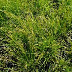 Ostřice 'Gold Fountain' - Carex dolichostachya 'Gold Fountain'