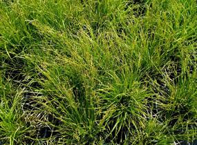 Ostřice 'Gold Fountain' - Carex dolichostachya 'Gold Fountain'