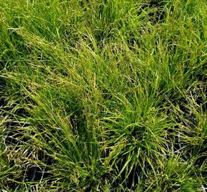 Ostřice 'Gold Fountain' - Carex dolichostachya 'Gold Fountain'