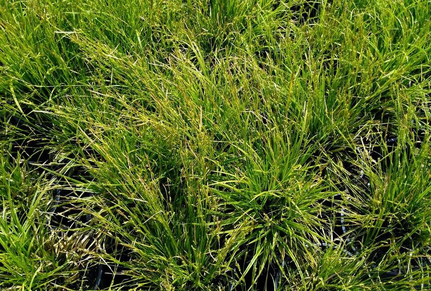 Ostřice 'Gold Fountain' - Carex dolichostachya 'Gold Fountain'