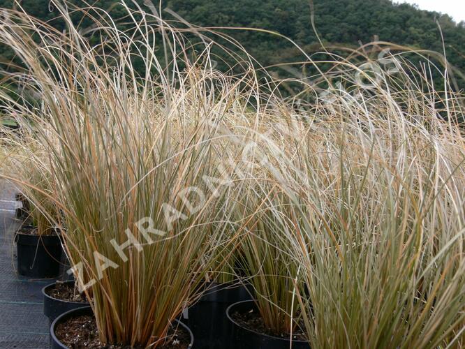 Ostřice chocholatá 'Greyassina' - Carex comans 'Greyassina'