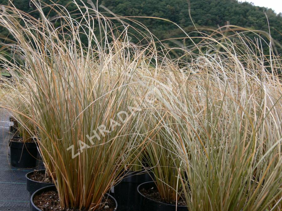 Ostřice chocholatá 'Greyassina' - Carex comans 'Greyassina'