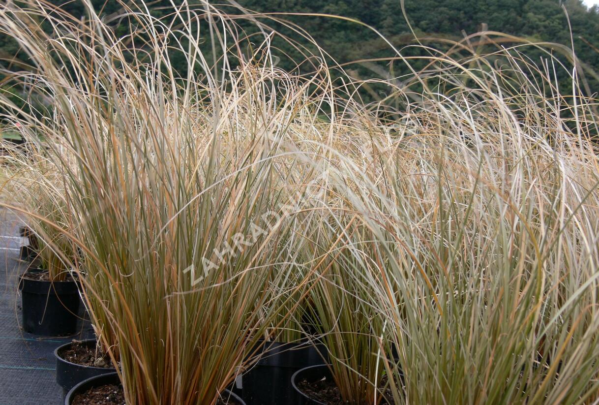 Ostřice chocholatá 'Greyassina' - Carex comans 'Greyassina'