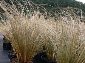 Ostřice chocholatá 'Greyassina' - Carex comans 'Greyassina'
