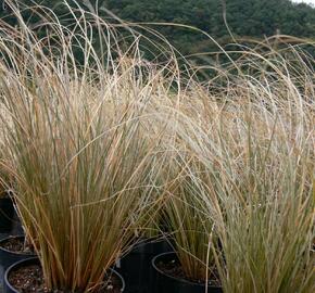 Ostřice chocholatá 'Greyassina' - Carex comans 'Greyassina'