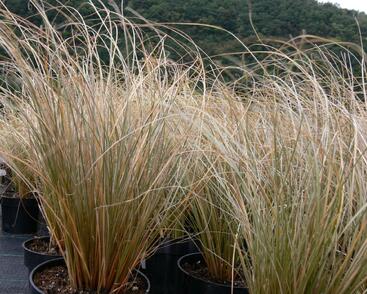 Ostřice chocholatá 'Greyassina'