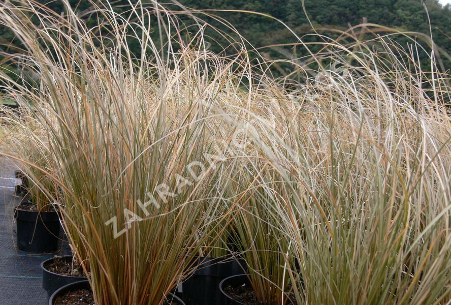 Ostřice chocholatá 'Greyassina' - Carex comans 'Greyassina'