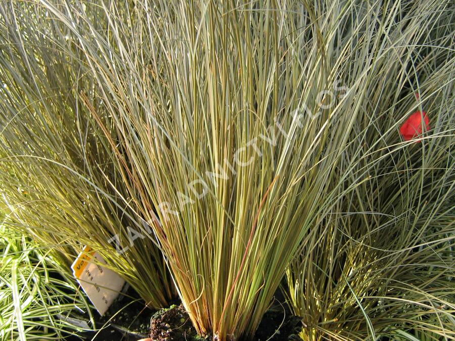 Ostřice chocholatá 'Greyassina' - Carex comans 'Greyassina'