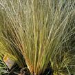 Ostřice chocholatá 'Greyassina' - Carex comans 'Greyassina'