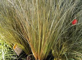 Ostřice chocholatá 'Greyassina' - Carex comans 'Greyassina'
