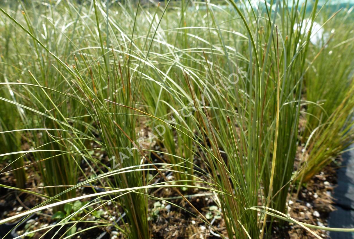 Ostřice chocholatá - Carex comans