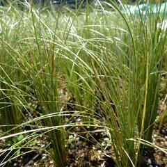 Ostřice chocholatá - Carex comans