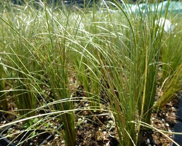 Ostřice chocholatá