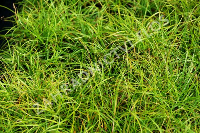 Ostřice 'The Beatles' - Carex caryophyllea 'The Beatles'