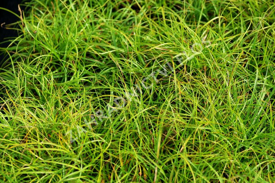Ostřice 'The Beatles' - Carex caryophyllea 'The Beatles'