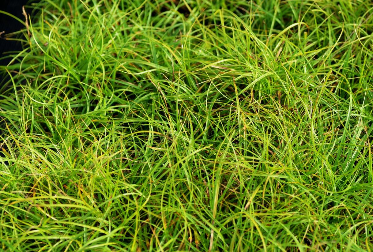 Ostřice 'The Beatles' - Carex caryophyllea 'The Beatles'