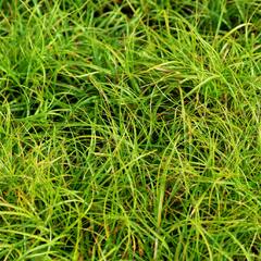 Ostřice 'The Beatles' - Carex caryophyllea 'The Beatles'