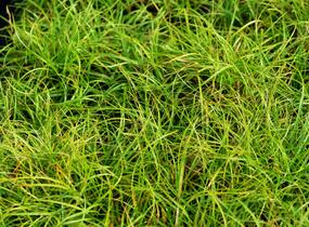 Ostřice 'The Beatles' - Carex caryophyllea 'The Beatles'