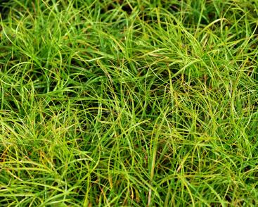 Ostřice 'The Beatles'