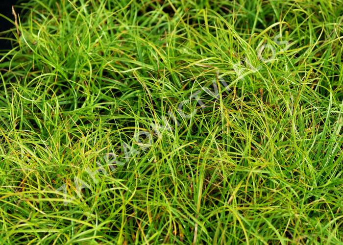Ostřice 'The Beatles' - Carex caryophyllea 'The Beatles'