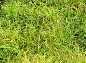 Ostřice 'The Beatles' - Carex caryophyllea 'The Beatles'