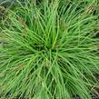 Ostřice 'The Beatles' - Carex caryophyllea 'The Beatles'