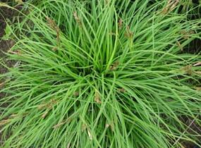 Ostřice 'The Beatles' - Carex caryophyllea 'The Beatles'