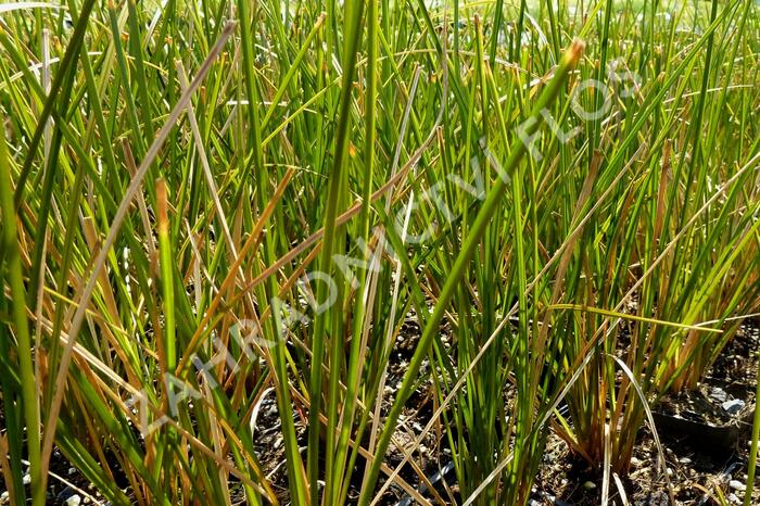Ostřice 'Calita' - Carex calotides 'Calita'