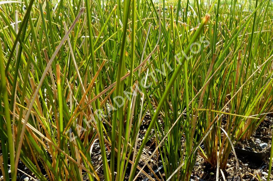 Ostřice 'Calita' - Carex calotides 'Calita'