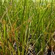 Ostřice 'Calita' - Carex calotides 'Calita'