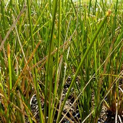 Ostřice 'Calita' - Carex calotides 'Calita'