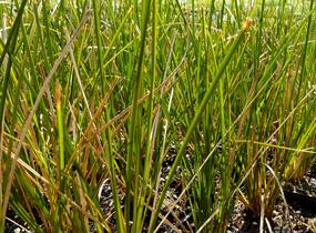 Ostřice 'Calita' - Carex calotides 'Calita'