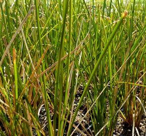 Ostřice 'Calita' - Carex calotides 'Calita'