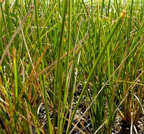 Ostřice 'Calita' - Carex calotides 'Calita'