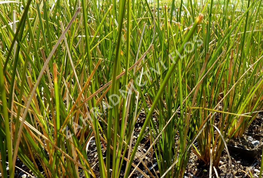 Ostřice 'Calita' - Carex calotides 'Calita'