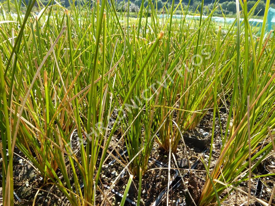 Ostřice 'Calita' - Carex calotides 'Calita'
